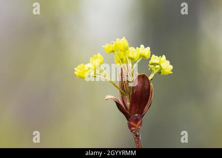 Nahaufnahme des kleinen norwegischen Ahorns, Acer platanoides blüht während des Frühlings in Estland, Nordeuropa. Stockfoto