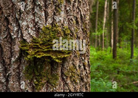 Neckera pennata wächst auf Aspenrinde in einem alten Wald. Neckera pennata ist eine Moosart, die zur Familie Neckeraceae gehört. Stockfoto