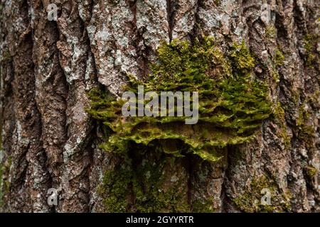 Neckera pennata wächst auf Aspenrinde in einem alten Wald. Neckera pennata ist eine Moosart, die zur Familie Neckeraceae gehört. Stockfoto