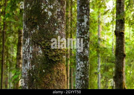 Neckera pennata wächst auf Aspenrinde in einem alten Wald. Neckera pennata ist eine Moosart, die zur Familie Neckeraceae gehört. Stockfoto