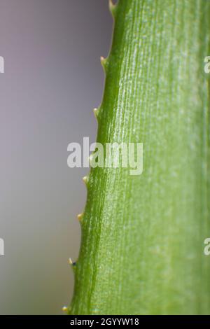 Nahaufnahme des Randes von Ananasblättern Stockfoto