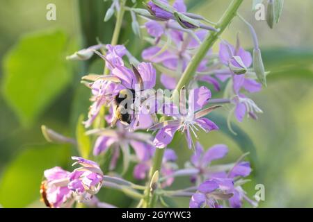 Eine kleine Bumblebee, die an einem Sommerabend in Estland ein hellrosa Feuerweed, Epilobium angustifolium, bestäubt. Stockfoto