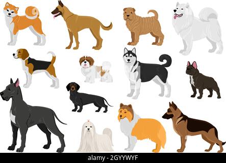 Cartoon Hunde verschiedenen Rassen, lustige Haustiere. Husky, Beagle, Great dane, französisch Bulldog und maltese Hunde Vektor-Illustration-Set. Niedlich Stock Vektor