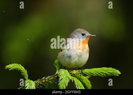 Nahaufnahme eines erwachsenen männlichen Rotbrust-Fliegenschnäffchens, Ficedula parva, in einem alten borealen Wald in Estland, Nordeuropa. Stockfoto