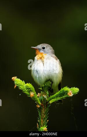 Nahaufnahme eines erwachsenen männlichen Rotbrust-Fliegenschnäffchens, Ficedula parva, in einem alten borealen Wald in Estland, Nordeuropa. Stockfoto