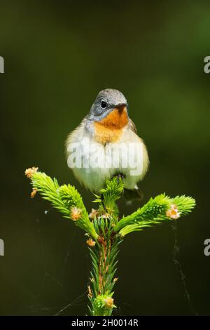 Nahaufnahme eines erwachsenen männlichen Rotbrust-Fliegenschnäffchens, Ficedula parva, in einem alten borealen Wald in Estland, Nordeuropa. Stockfoto