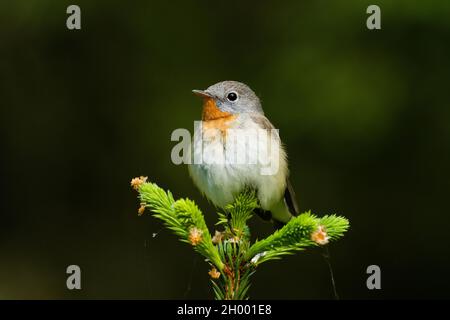 Nahaufnahme eines erwachsenen männlichen Rotbrust-Fliegenschnäffchens, Ficedula parva, in einem alten borealen Wald in Estland, Nordeuropa. Stockfoto