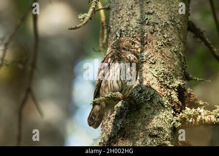 Eurasische Zwergkeule, Glaucidium passerinum auf einem europäischen Fichtenzweig im estnischen borealen Wald. Stockfoto