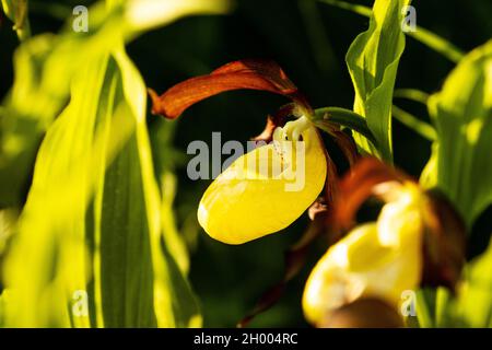 Eine Nahaufnahme einer wunderschönen Frauenschuhorchidee, Cypripedium calceolus, an einem Sommerabend in Estland. Stockfoto