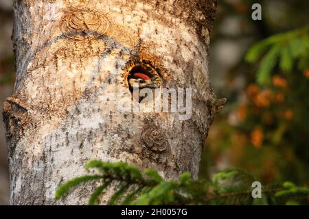 Ein hungriger großer Specht, Dendrocopos großes Küken, das während eines Sonnenuntergangs in einem borealen Wald auf die Rückkehr der Eltern wartet. Stockfoto