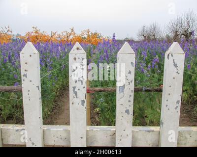 Der weiße Zaun vor dem Lavendelgarten in Hanoi, Vietnam Stockfoto