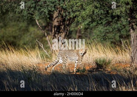 Geparden, die Beute im Kgalagadi Transfrontier Park, Südafrika, jagen; Specie Acinonyx jubatus Familie von Felidae Stockfoto