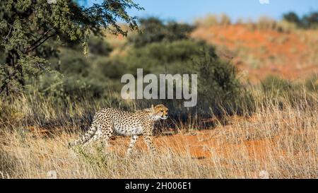 Geparden, die Beute im Kgalagadi Transfrontier Park, Südafrika, jagen; Specie Acinonyx jubatus Familie von Felidae Stockfoto