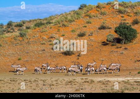 Südafrikanische Oryx-Herde in Wüstenhabitat im Kgalagadi Transfrontier Park, Südafrika; Art Oryx gazella Familie der Bovidae Stockfoto