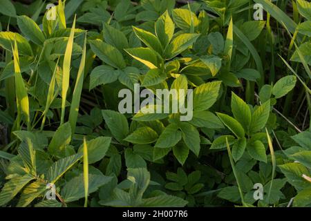 Frische und genießbare Blätter von Grobällen, Aegopodium podagraria an einem Frühlingsabend in Nordeuropa. Stockfoto