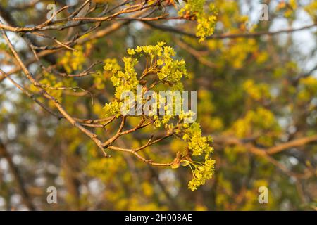 Nahaufnahme des kleinen norwegischen Ahorns, Acer platanoides-Blumen während des Frühlings in Estland, Nordeuropa. Stockfoto