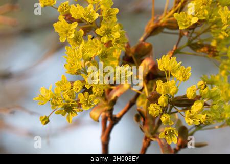 Nahaufnahme des kleinen norwegischen Ahorns, Acer platanoides-Blumen während des Frühlings in Estland, Nordeuropa. Stockfoto