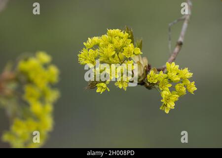 Nahaufnahme des kleinen norwegischen Ahorns, Acer platanoides-Blumen während des Frühlings in Estland, Nordeuropa. Stockfoto