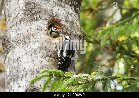 Ein erwachsener Specht mit großen Flecken, Dendrocopos Major, füttert einen hungrigen Jungen in einem Nestloch während der Brutzeit. Stockfoto