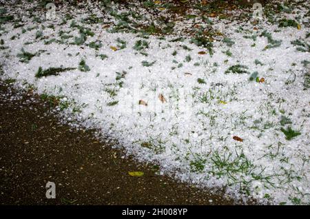 Schäden durch Hagelsturm im Garten mit immergrünen Ästen gefallen Stockfoto