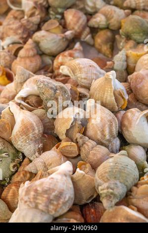 Bulots (Welch), kaltwasseressbare Seeschnecken, an den Marktständen des Place Général de Gaulle, Nizza, Frankreich Stockfoto