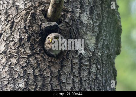 Kleine eurasische Zwergeneule, Glaucidium passerinum an der Tür ihres Nestes in einem großen Aspenbaum. Stockfoto