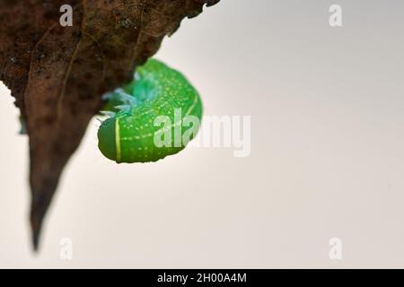 Grüne Raupe der quaker-Motte (Orthosia cerasi) Stockfoto