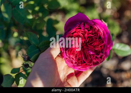 Magentarote Rose William Shakespeare blüht im Sommergarten. Englisch Austin Selection Rosen blüht Stockfoto