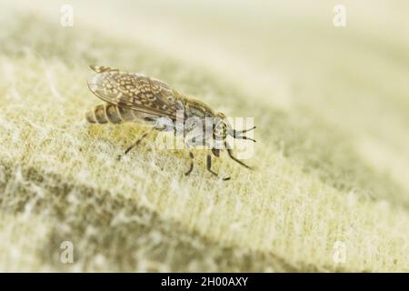 Gewöhnliche Pferdefliege, Haematopota pluvialis auf einem Stoff, versucht Blut zu saugen. Stockfoto