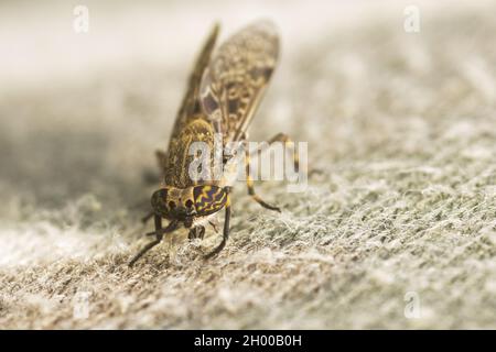 Gewöhnliche Pferdefliege, Haematopota pluvialis auf einem Stoff, versucht Blut zu saugen. Stockfoto