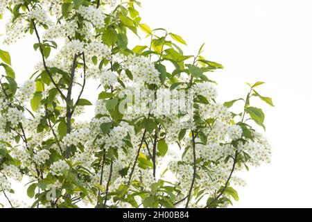 Bird Cherry Tree, Prunus padus blühen während eines wunderschönen Frühlingsvormittags in Estland. Stockfoto