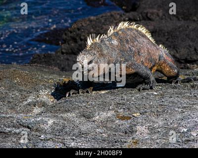 Nahaufnahme eines Marine-Iguanas, der über eine Lavainsel in den Galapagos läuft. Stockfoto