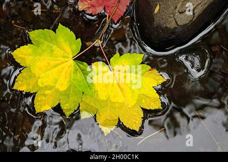 Ahornblätter, die von grün zu gelb und rot geworden sind und in einem kleinen Bach in den Cascade Mountains im Zentrum von Oregon liegen. Stockfoto