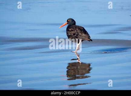 Eine schwarze Austernfischer Seevögel, Haematopus bachmani, füttert am Strand in der Nähe von Seal Rock, Oregon. Stockfoto
