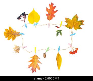 Herbstlicher Hintergrund aus pigmentierten Herbstblättern und lebendigen Beeren, die auf einer Kordel mit Klamottenherzen auf weißem Hintergrund isoliert sind. Stockfoto