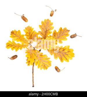 Nahaufnahme von pigmentierten Eichenblättern und Eicheln isoliert auf Weiß. Natürliche Geschenke des Herbstes. Stockfoto