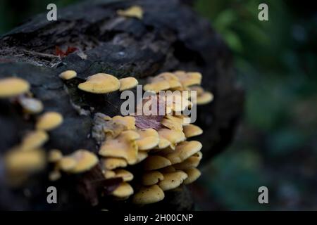 Gelbe Pilze wachsen im Wald auf einem Holzstollenschuss. Stockfoto