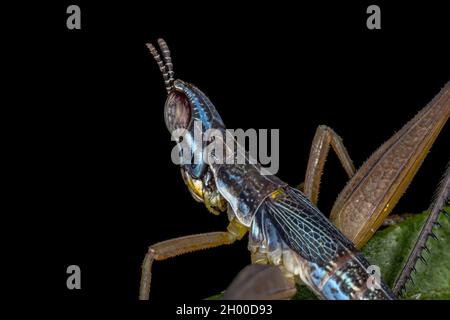 Männliche Monkey Grasshopper Nymphe der Art Temnomastax hamus Stockfoto