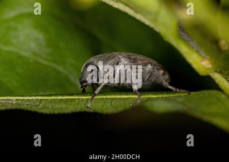 Ausgewachsener Dunkelkäfer der Familie Tenebrionidae Stockfoto