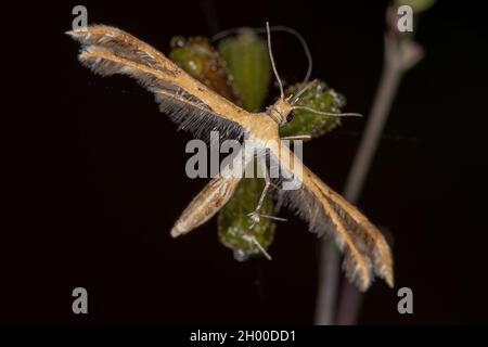 Erwachsene Plume Moth der Familie Pterophoridae Stockfoto
