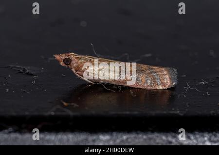 Indische Mahlzeit für Erwachsene Motte der Art Plodia interpunctella Stockfoto