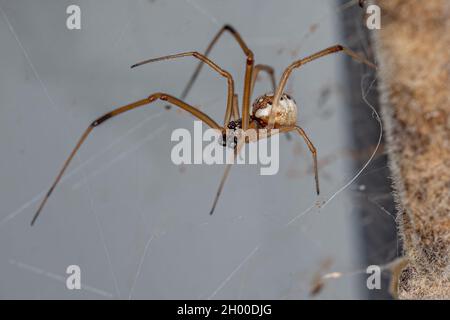 Männchen braune Witwe der Art Latrodectus geometricus Stockfoto