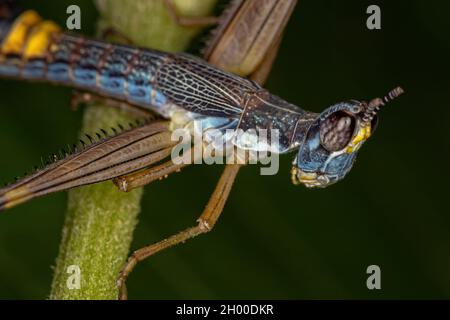 Männliche Monkey Grasshopper Nymphe der Art Temnomastax hamus Stockfoto