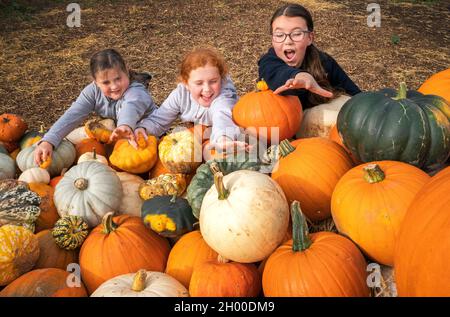 Freunde (von links nach rechts) Sophie Murray, acht, und Ava Gair, neun, aus Edinburgh, Mit Lacey Devlin, 11, aus Cumbernauld, pflücken Sie Kürbisse am St Abbs Pumpkin Patch in St Abbs, Scottish Borders. Bilddatum: Sonntag, 10. Oktober 2021. Stockfoto