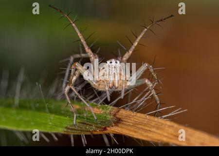 Weibliche gestreifte Luchs-Spinne der Gattung Oxyopes Stockfoto