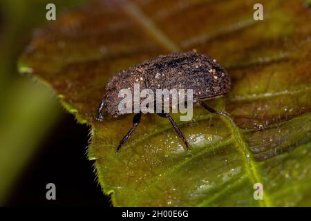 Ausgewachsener Dunkelkäfer der Familie Tenebrionidae Stockfoto