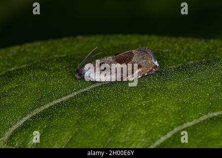 Erwachsener Tortricide Leafroller Moth der Familie Tortricidae Stockfoto