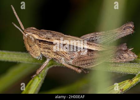 Ausgewachsene, schräg gesichtige Grasshopper der Gattung „Oshulella“ Stockfoto