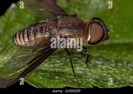 Ausgewachsene Bienenfliege der Familie Bombyliidae Stockfoto