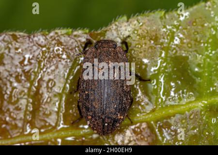 Ausgewachsener Dunkelkäfer der Familie Tenebrionidae Stockfoto